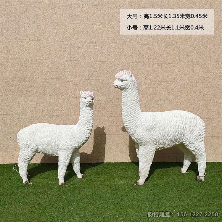 61-62羊駝 61-62羊駝